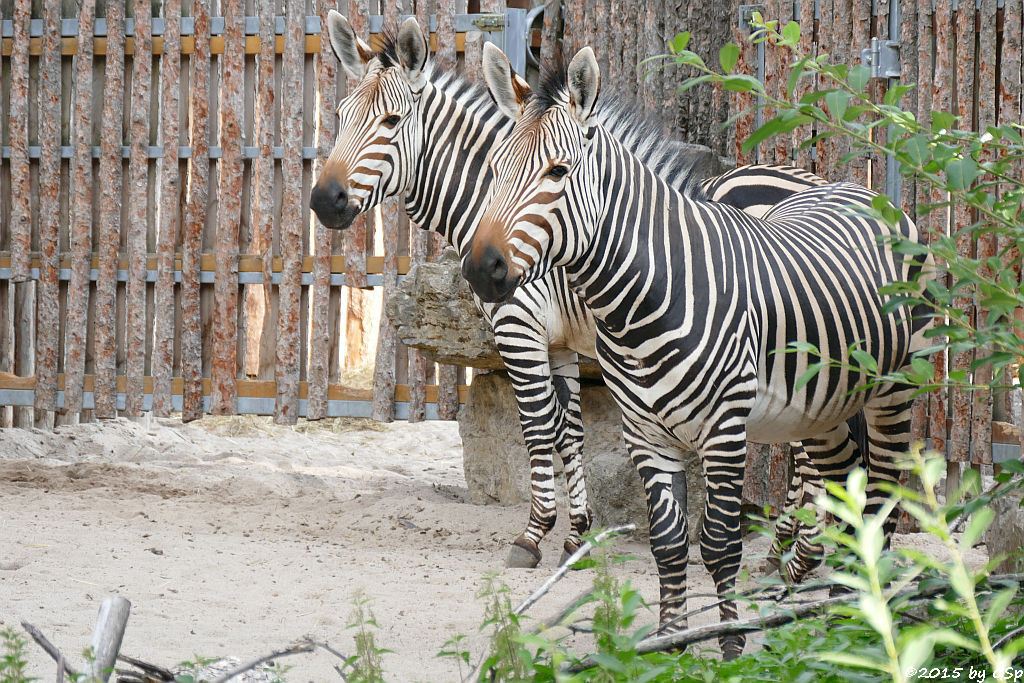 Hartmann-Bergzebra
