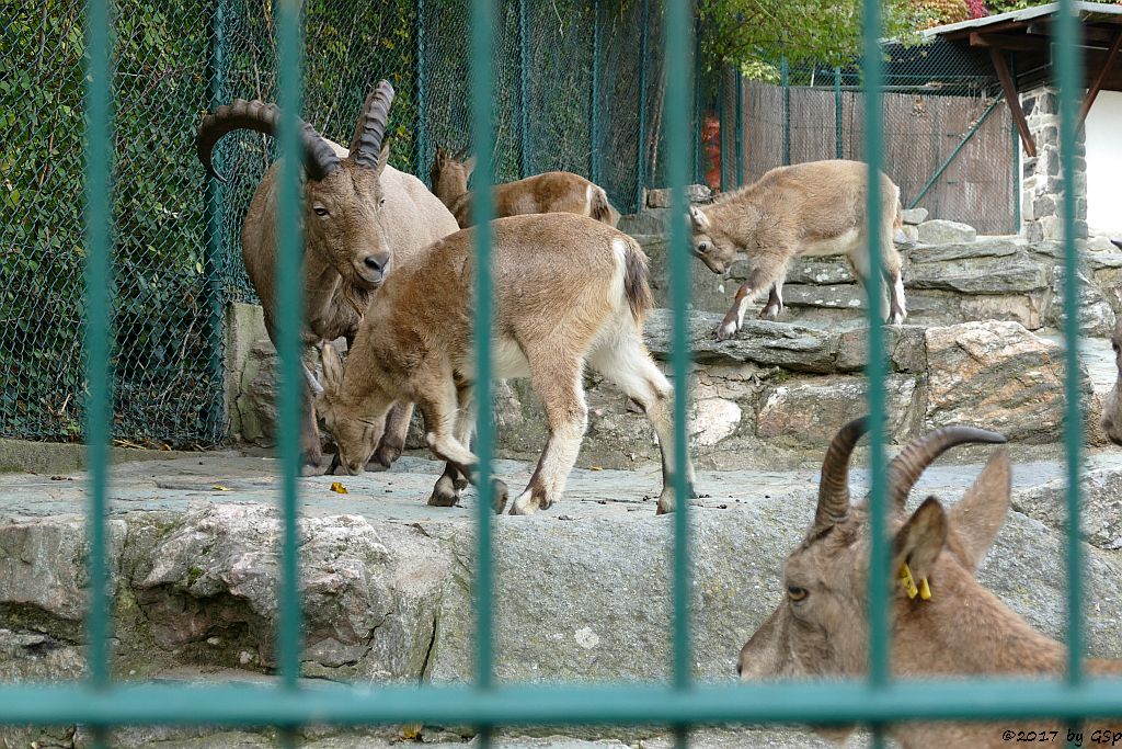 Westkaukasischer Steinbock (Kuban-Tur)