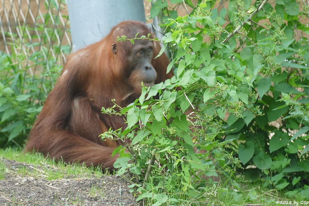 Sumatra-Orang-Utan INDAH