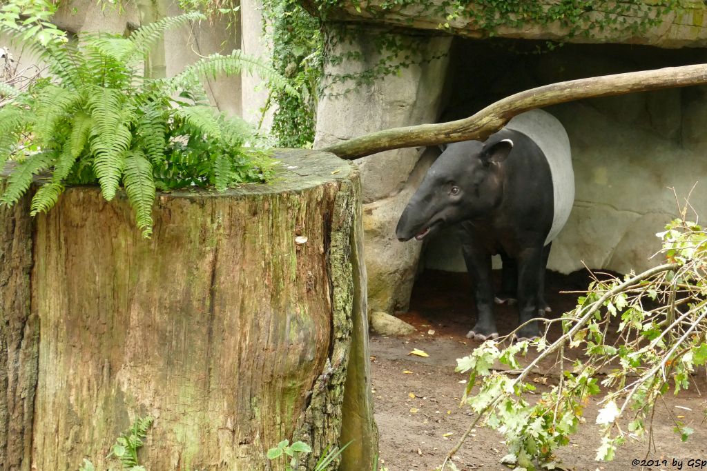 Schabrackentapir (Malaysischer Tapir)