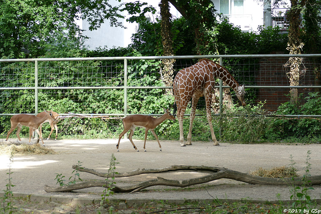 Impala (Schwarzfersenantilope), Netzgiraffe