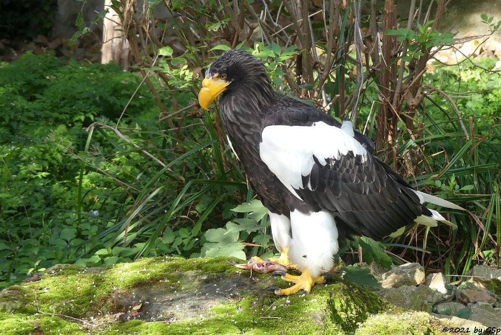 Riesenseeadler