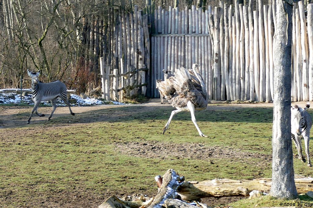 Grévy-Zebra, Nordafrikanischer Strauß (Nordafrikanischer Rothalsstrauß)