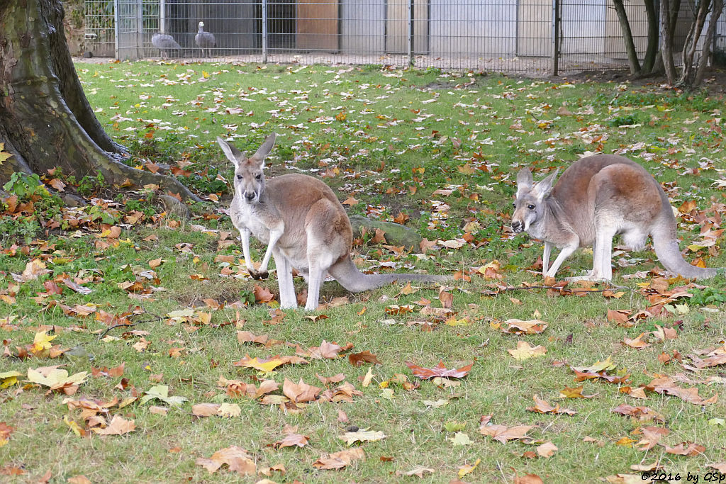 Rotes Riesenkänguru