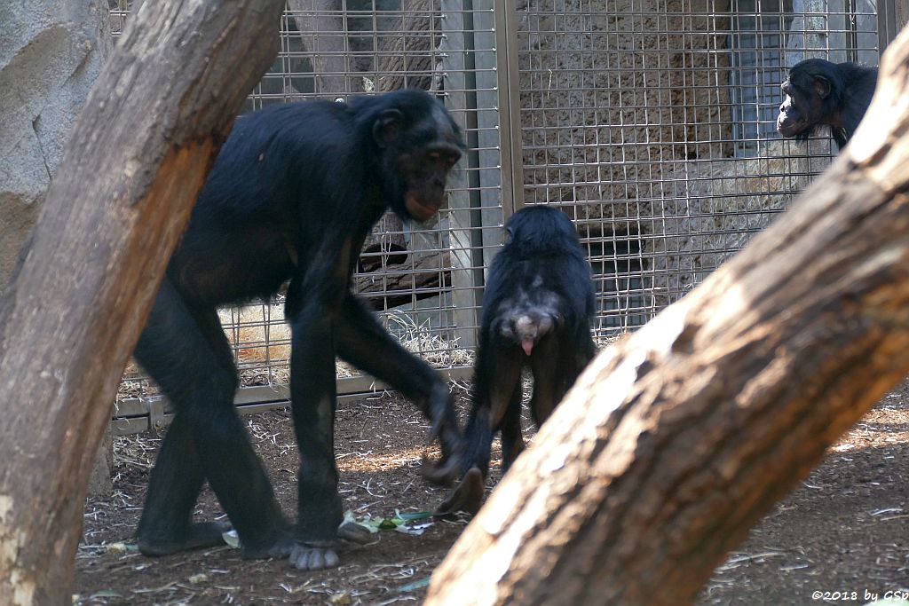 Bonobo (Zwergschimpanse)