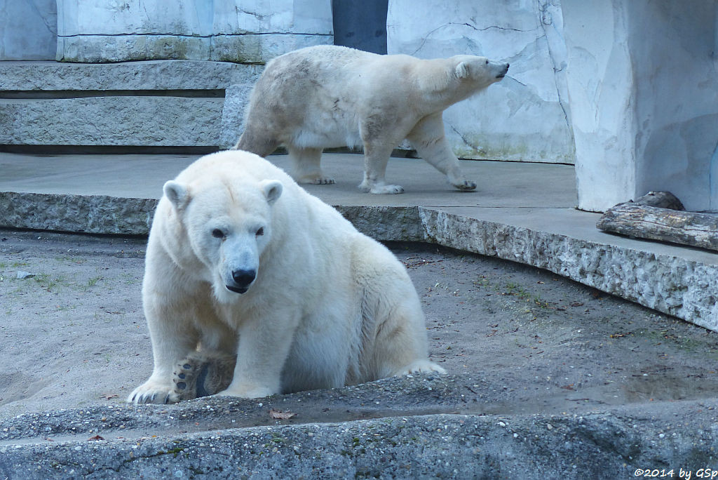 Eisbär