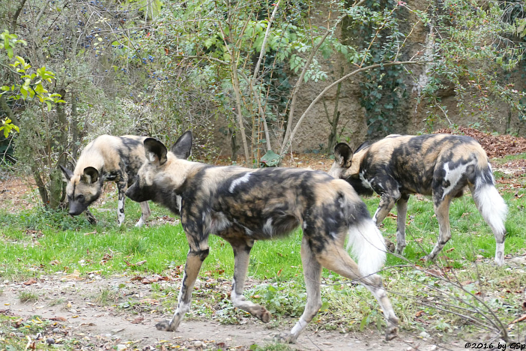 Afrikanischer Wildhund (Hyänenhund, Picassohund)