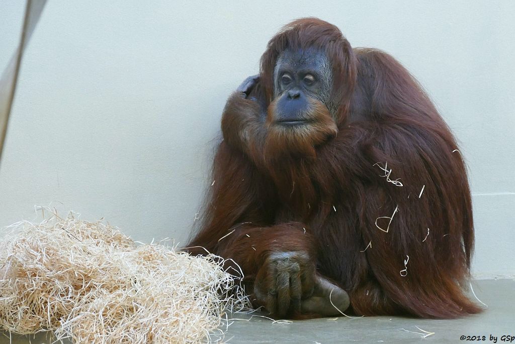 Sumatra-Orang-Utan