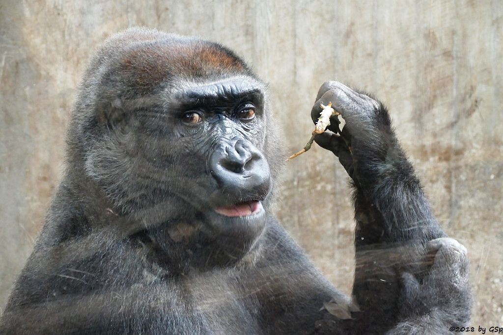 Flachlandgorilla