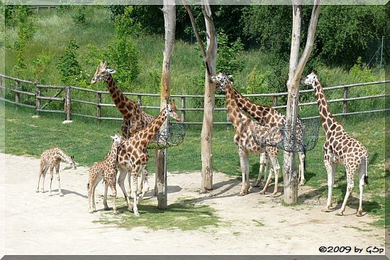 Rothschild-Giraffe