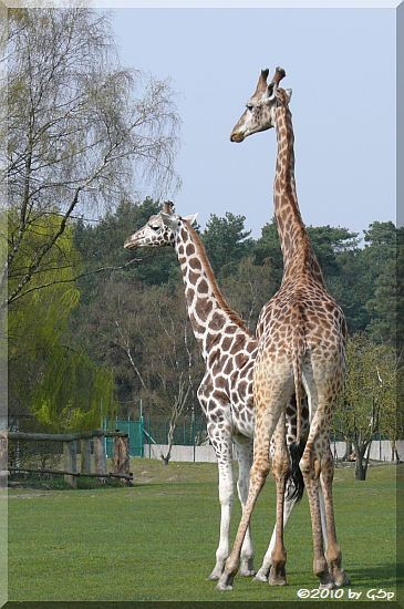 Rothschild-Giraffe