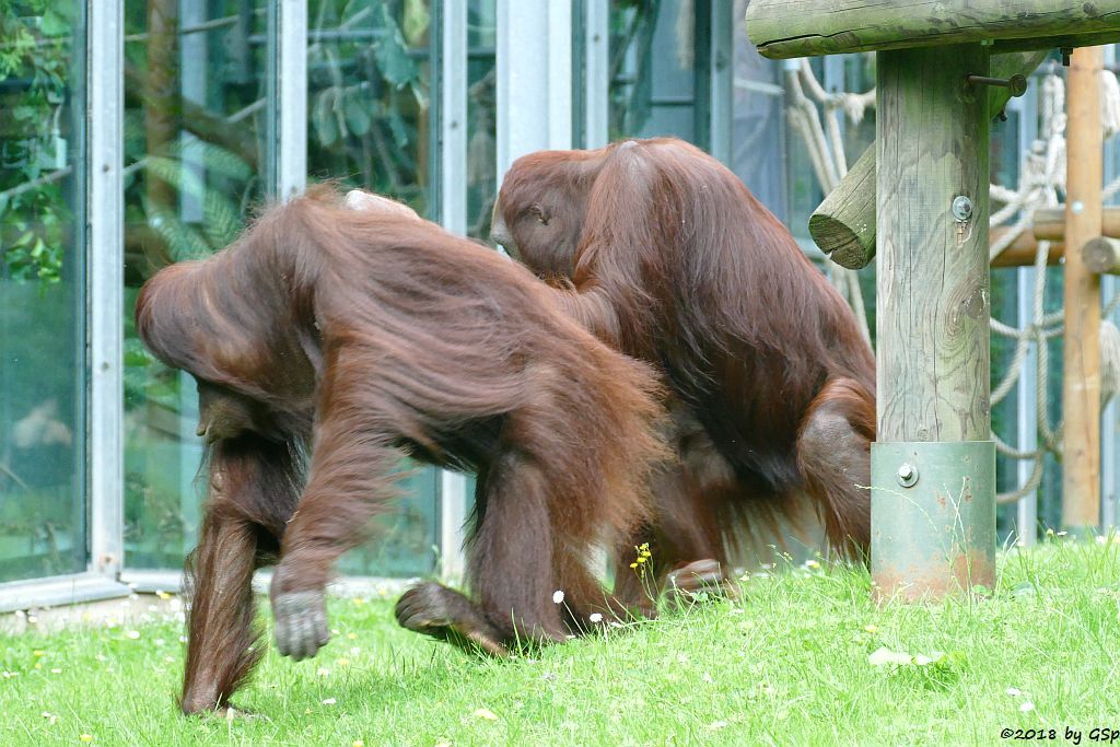 Borneo-Orang-Utan