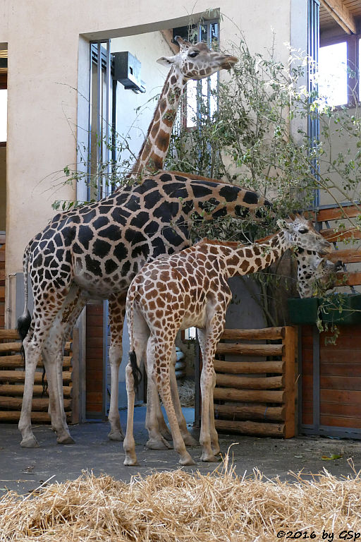 Rothschildgiraffe (Uganda-Giraffe)