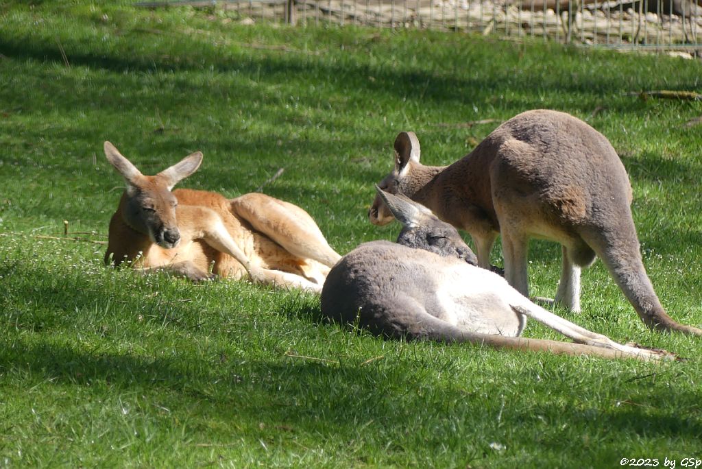 Rotes Riesenkänguru