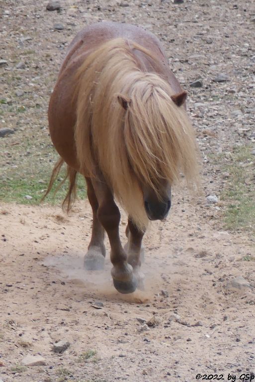 Shetlandpony