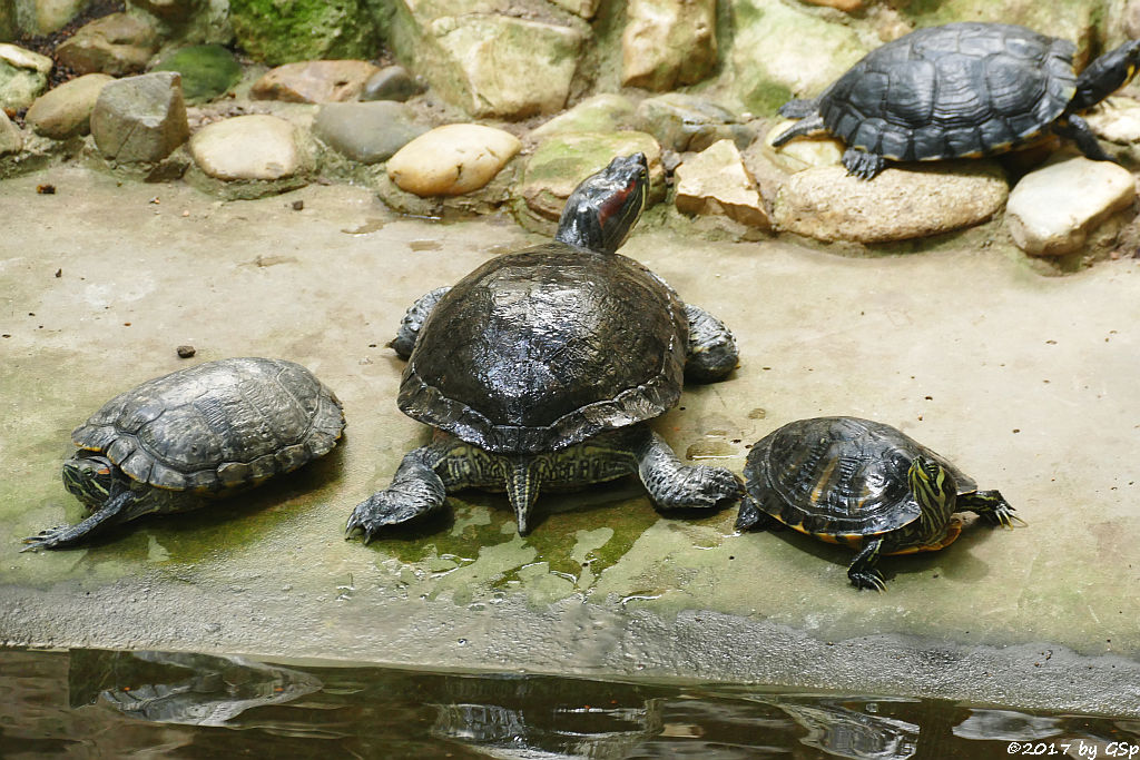 Buchstaben-Schmuckschildkröte