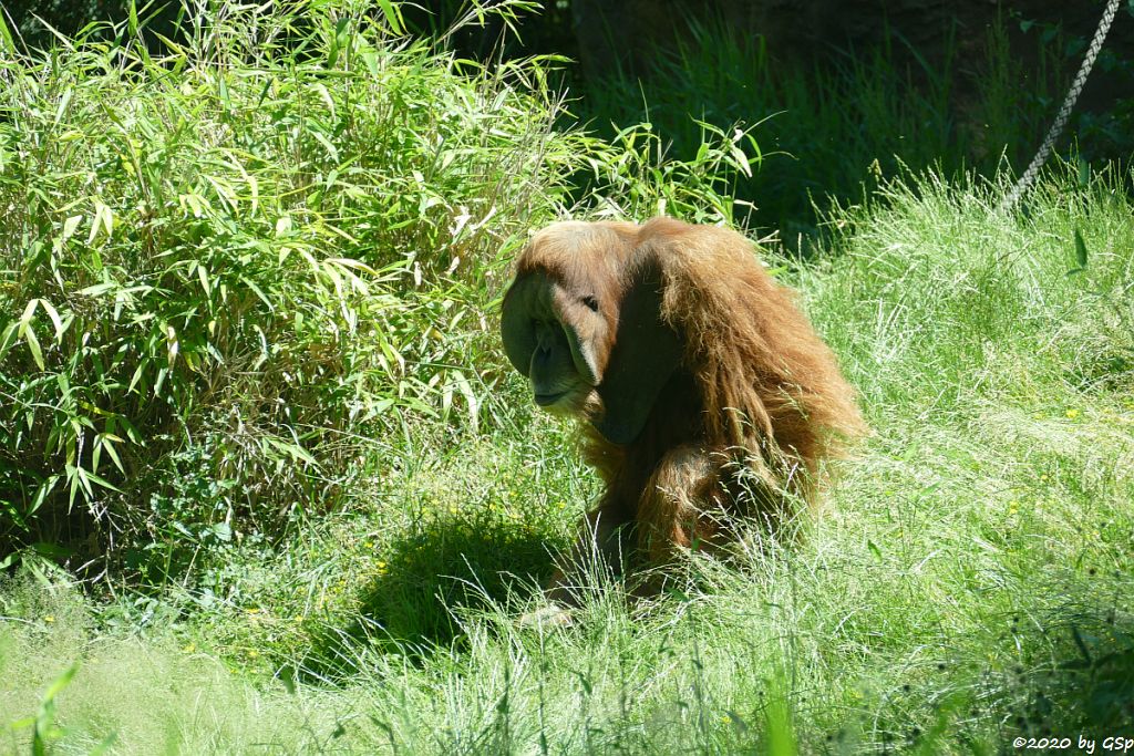 Sumatra-Orang-Utan