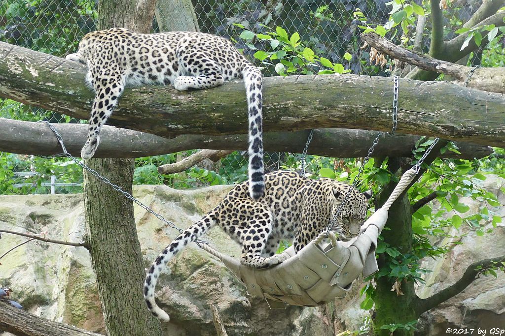 Nordpersischer Leopard (Afghanischer Leopard)