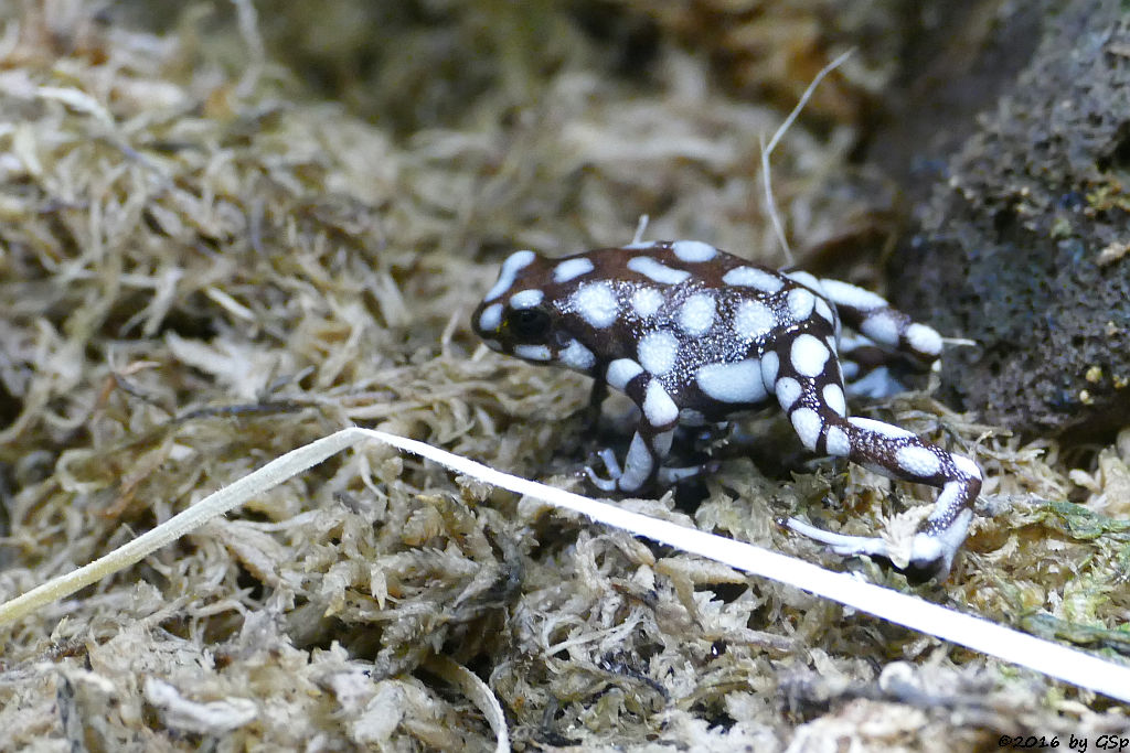 Marañon-Baumsteiger, (Schokoladenbaumsteiger)