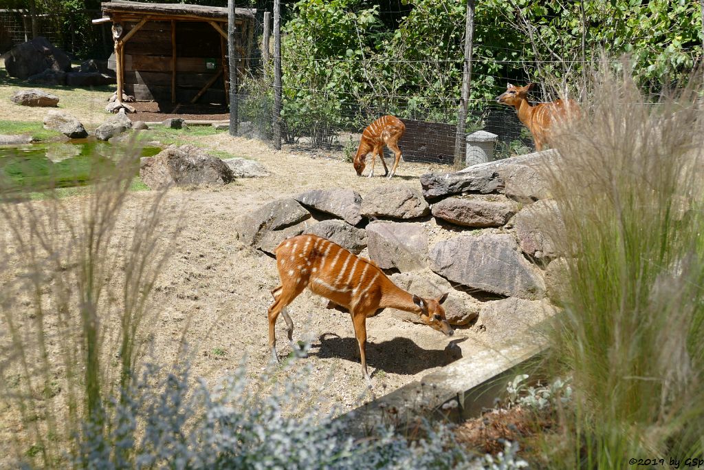 Westliche Sitatunga, Jungtier geb. 16.05.19