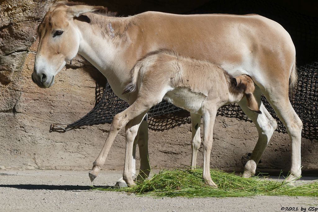 Onager (Persischer Halbesel), Jungtier geb. am 8.6.21