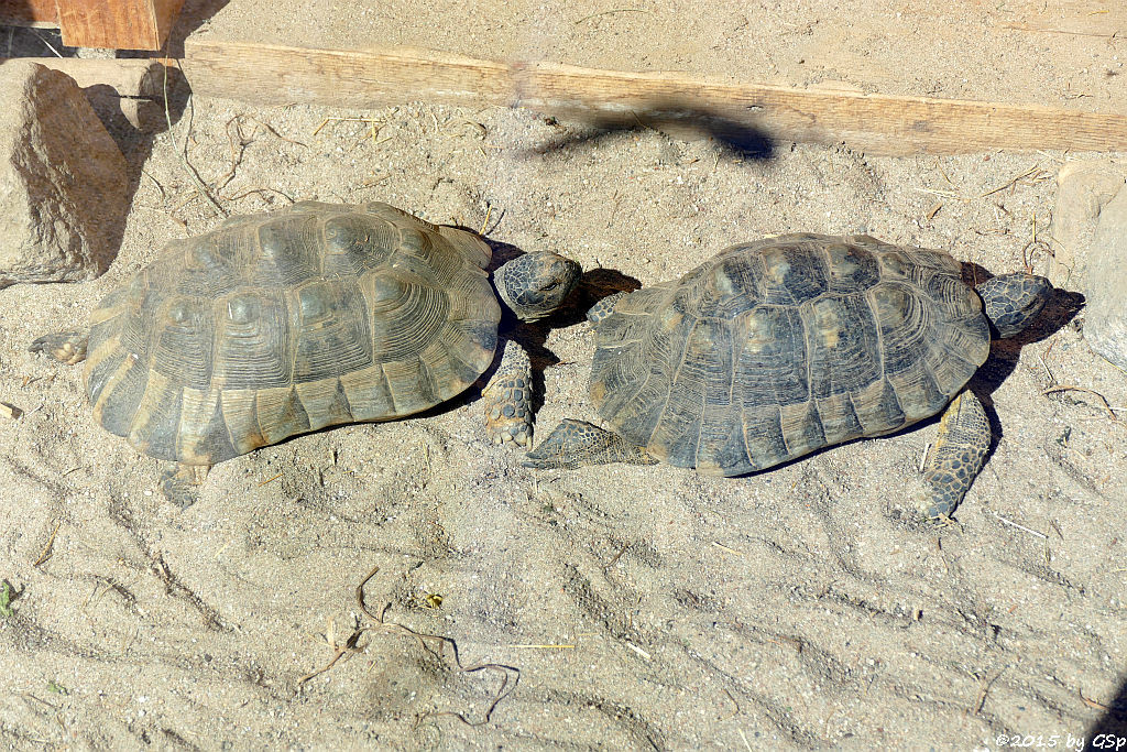 Breitrandschildkröte