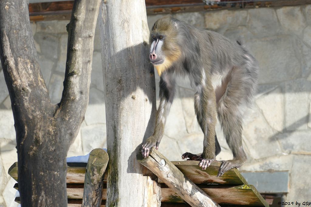 Mandrill