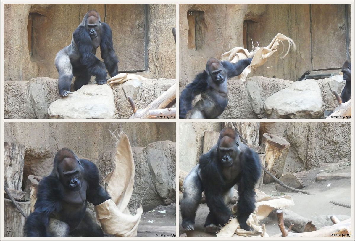 Westlicher Flachlandgorilla