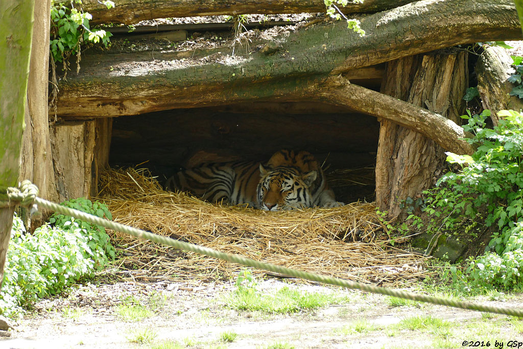 Sibirische Tigerin HANYA