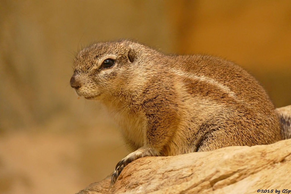 Kap-Borstenhörnchen