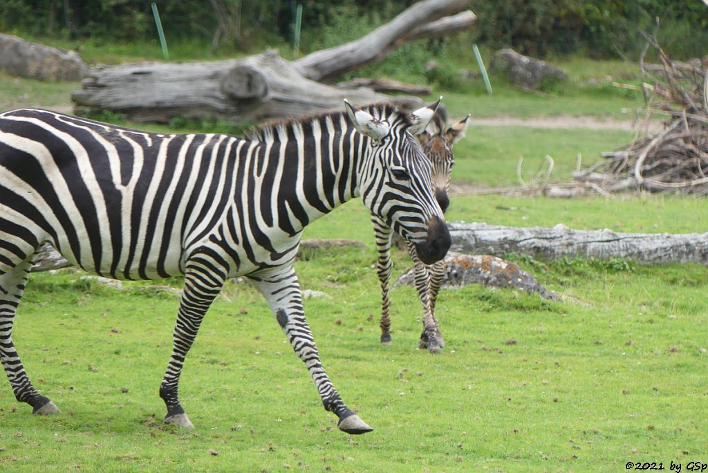 Böhm-Steppenzebra (Grant-Zebra)