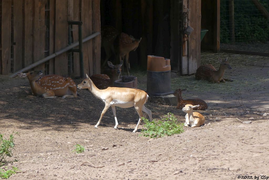 Vietnam-Sikahirsch, Hirschziegenantilope (Sasin)