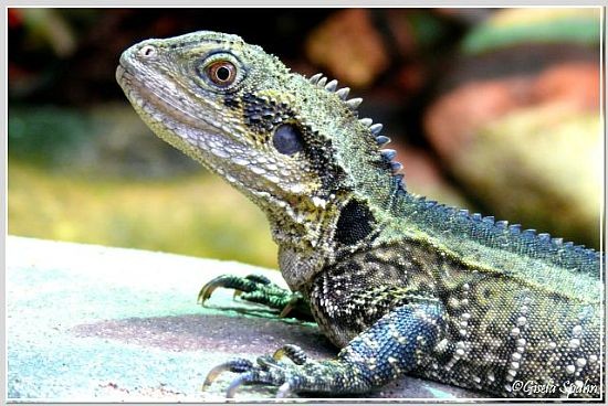 Australische Wasseragame