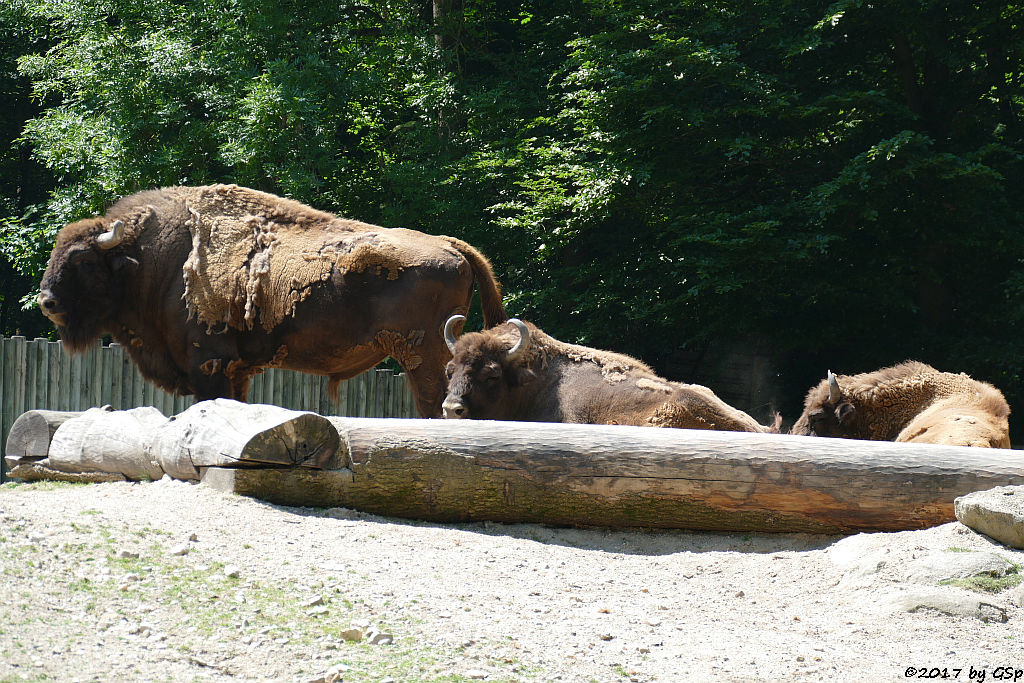 Wisent