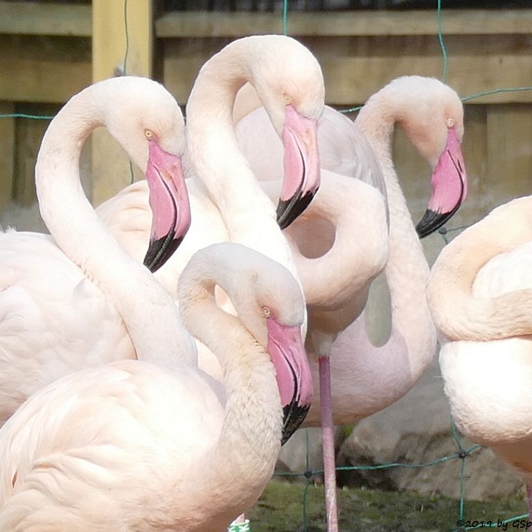 Rosaflamingo (Europäischer Flamingo)