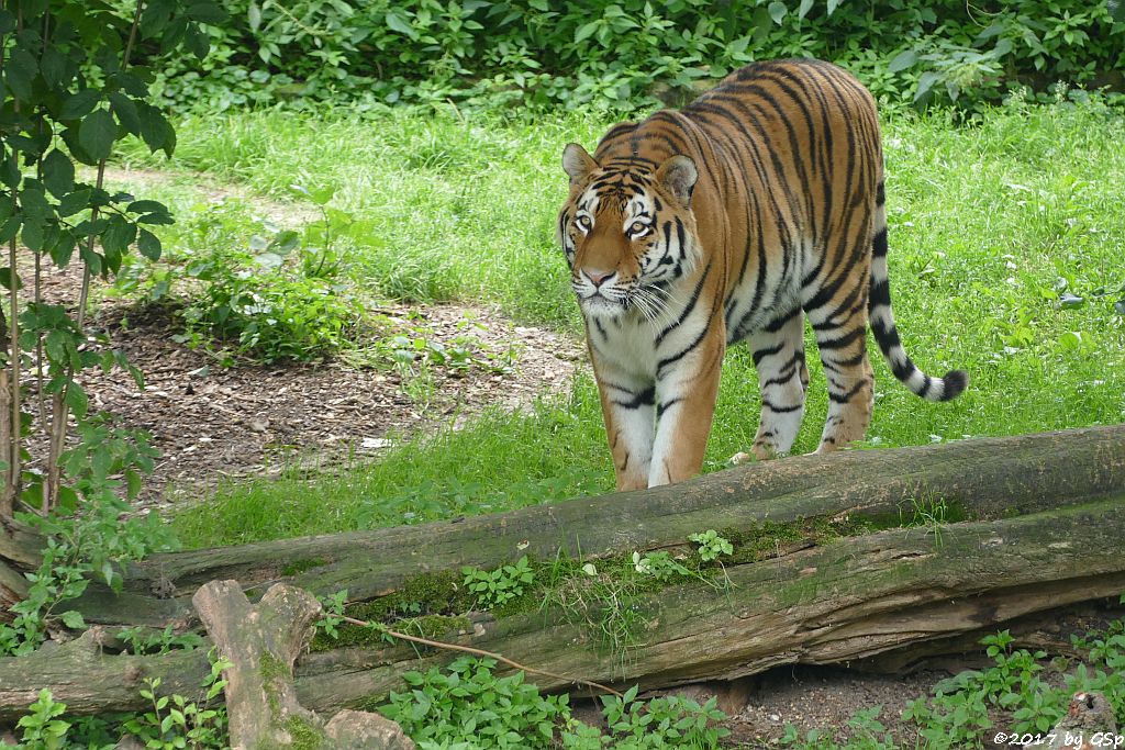 Amurtiger (Sibirischer Tiger, Mandschu-Tiger) SERGAN