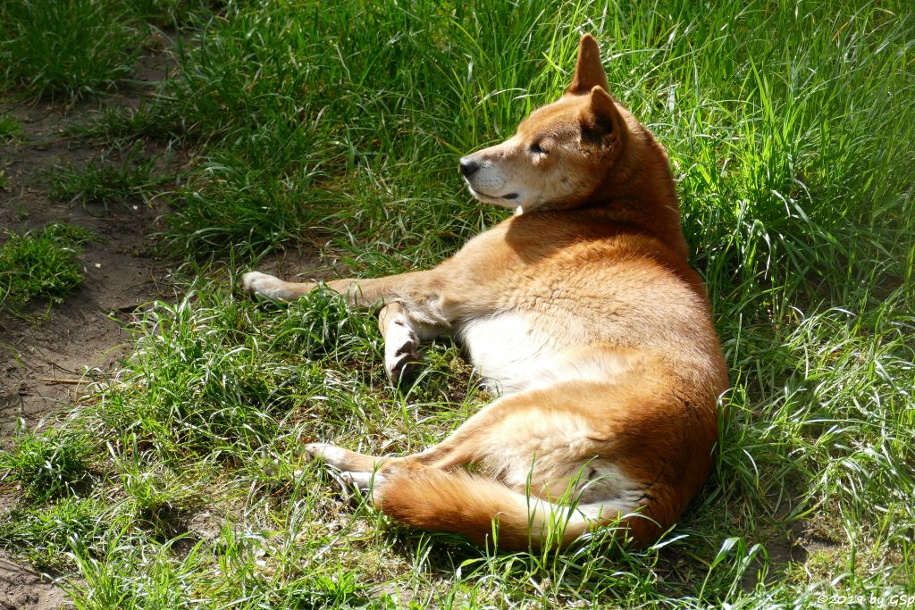 Dingo