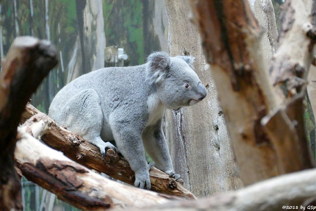 Queensland-Koala