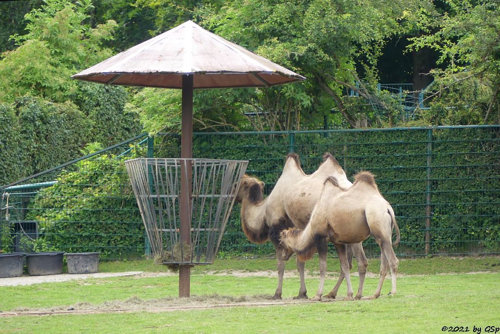 Trampeltier (Zweihöckriges Kamel, Hauskamel)