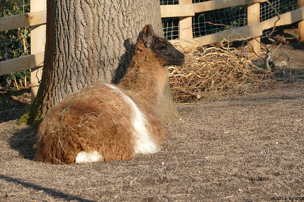 Lama