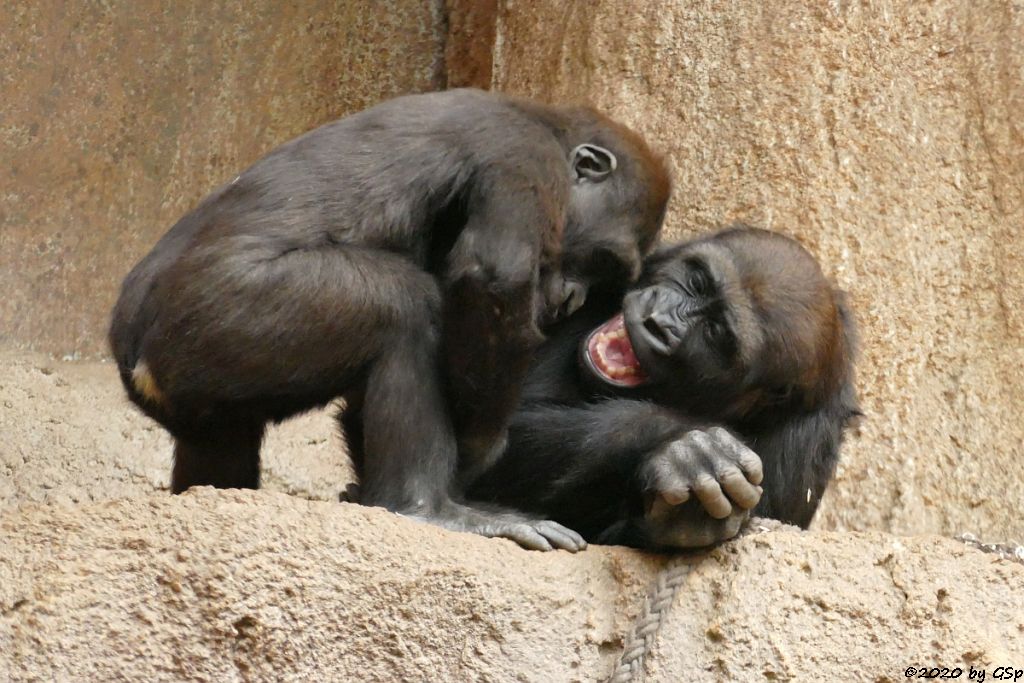 Westlicher Flachlandgorilla