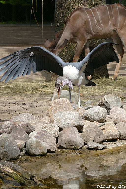 Marabu, Großer Kudu