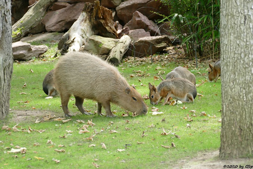 Wasserschwein (Capybara), Großer Pampashase (Große Mara, Großer Mara)