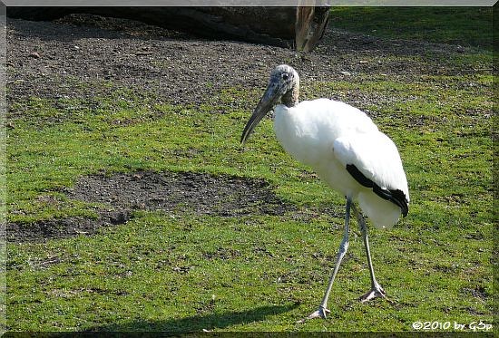 Waldstorch (Amerikanischer Nimmersatt)