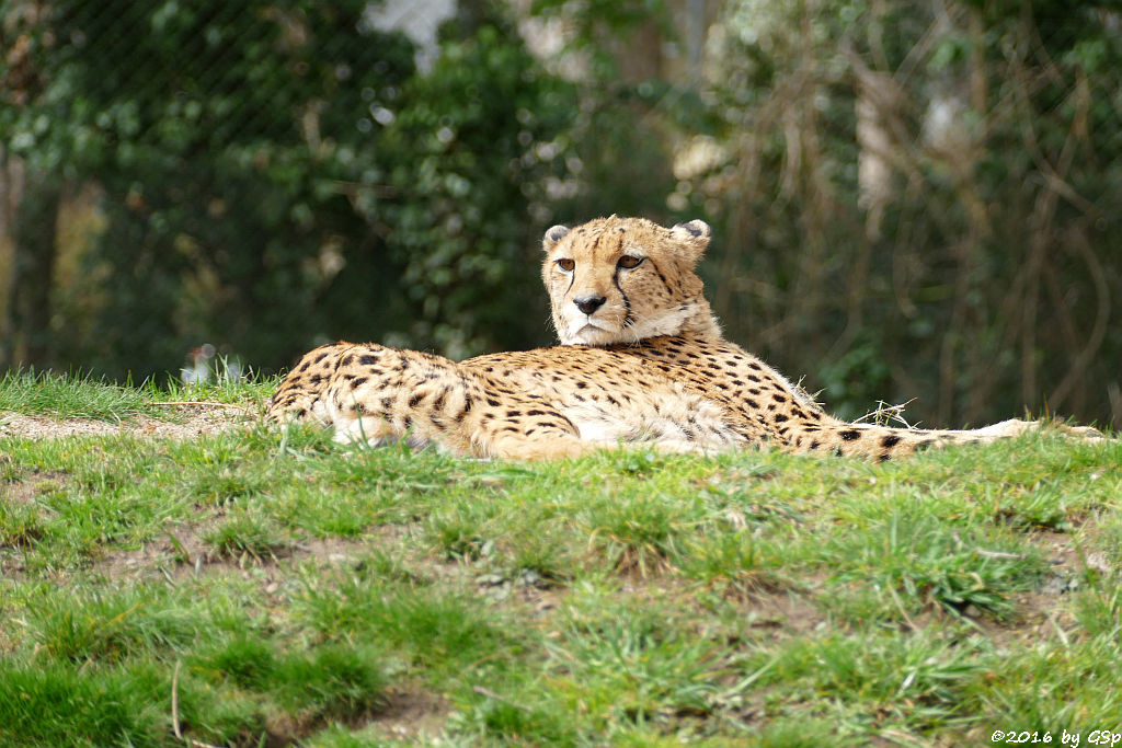 Südafrikianischer Gepard