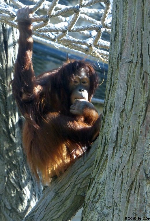 Sumatra-Orang-Utan