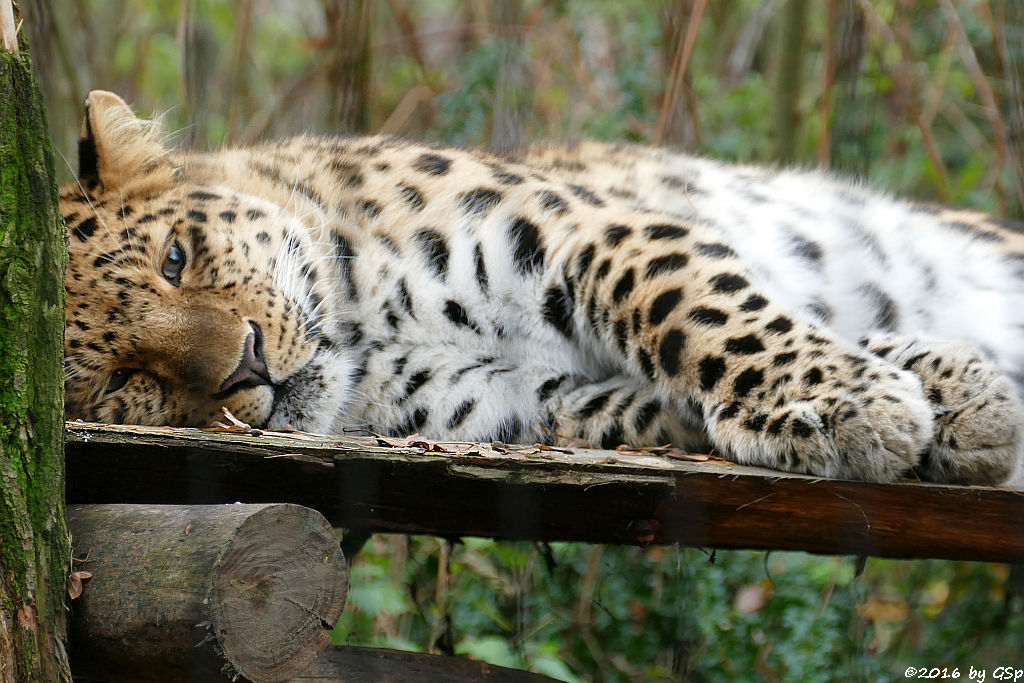 Amurleopard