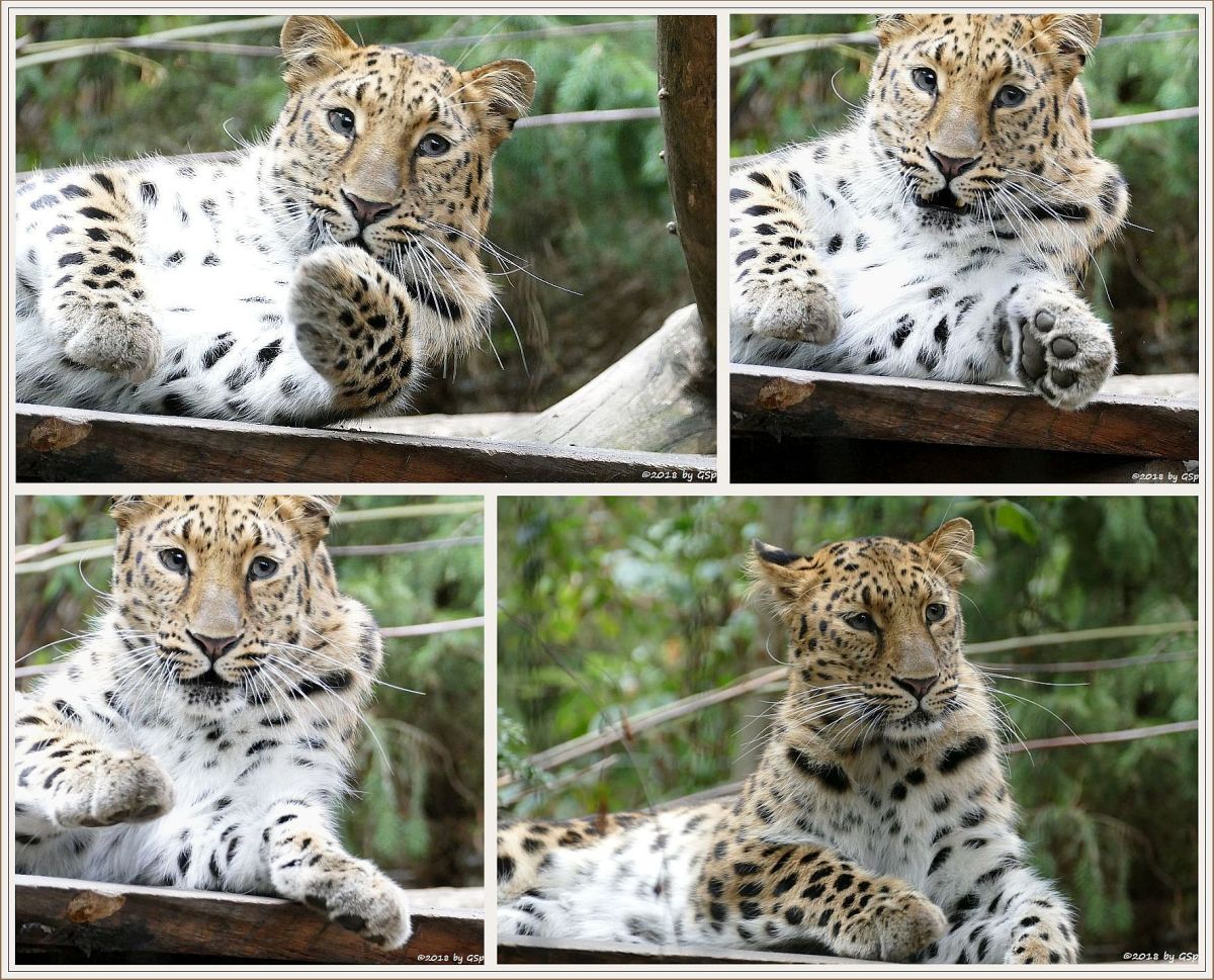 Amurleopard