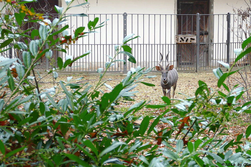 Kleiner Kudu