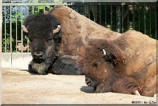 Bison